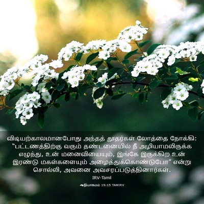 Picture 03 - ஆதியாகமம் 19:15 TAMIRV -  - Bible Verse Picture