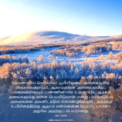 Picture 03 - ஆதியாகமம் 2:19 TAMIRV - தேவனாகிய யெகோவா - Bible Verse Picture