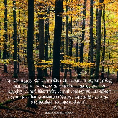 Picture 03 - ஆதியாகமம் 2:21 TAMIRV - அப்பொழுது - Bible Verse Picture