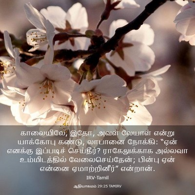 Picture 03 - ஆதியாகமம் 29:25 TAMIRV - காலையிலே, இதோ, அவள் - Bible Verse Picture