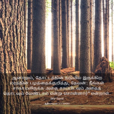 Picture 03 - ஆதியாகமம் 3:3 TAMIRV - ஆனாலும், - Bible Verse Picture