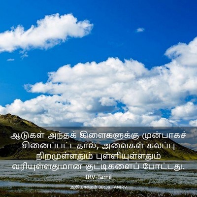 Picture 03 - ஆதியாகமம் 30:39 TAMIRV - ஆடுகள் அந்தக் - Bible Verse Picture
