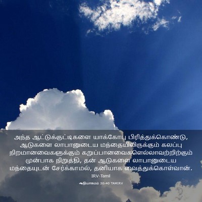 Picture 03 - ஆதியாகமம் 30:40 TAMIRV - அந்த - Bible Verse Picture