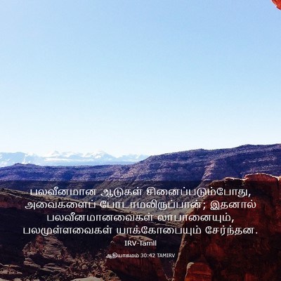 Picture 03 - ஆதியாகமம் 30:42 TAMIRV - பலவீனமான ஆடுகள் - Bible Verse Picture