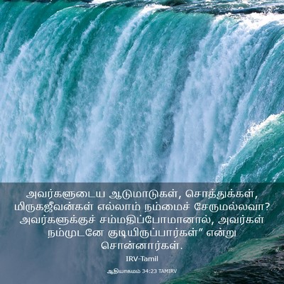Picture 03 - ஆதியாகமம் 34:23 TAMIRV - அவர்களுடைய - Bible Verse Picture