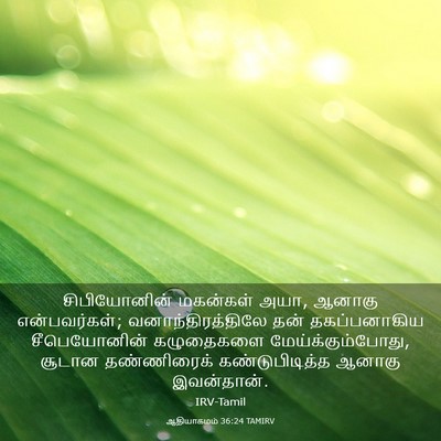 Picture 03 - ஆதியாகமம் 36:24 TAMIRV - சிபியோனின் - Bible Verse Picture