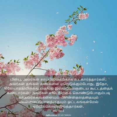 Picture 03 - ஆதியாகமம் 37:25 TAMIRV - பின்பு, அவர்கள் - Bible Verse Picture