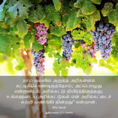 Picture 03 - ஆதியாகமம் 37:7 TAMIRV - நாம் வயலில் - Bible Verse Picture