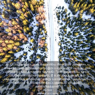 Picture 03 - ஆதியாகமம் 38:11 TAMIRV - அப்பொழுது யூதா, - Bible Verse Picture