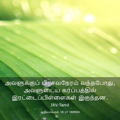 Picture 03 - ஆதியாகமம் 38:27 TAMIRV - அவளுக்குப் - Bible Verse Picture