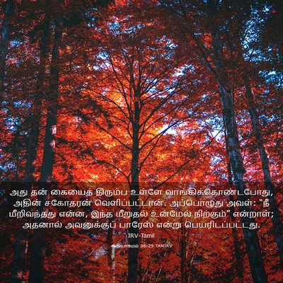 Picture 03 - ஆதியாகமம் 38:29 TAMIRV - அது தன் கையைத் - Bible Verse Picture