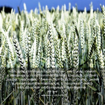 Picture 03 - ஆதியாகமம் 41:55 TAMIRV -  - Bible Verse Picture