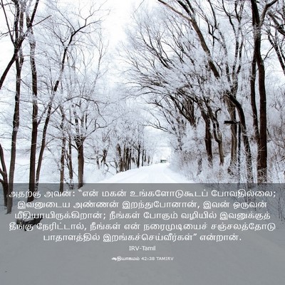 Picture 03 - ஆதியாகமம் 42:38 TAMIRV - அதற்கு அவன்: “என் - Bible Verse Picture