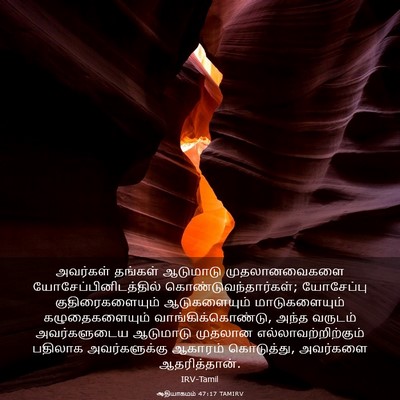 Picture 03 - ஆதியாகமம் 47:17 TAMIRV - அவர்கள் தங்கள் - Bible Verse Picture