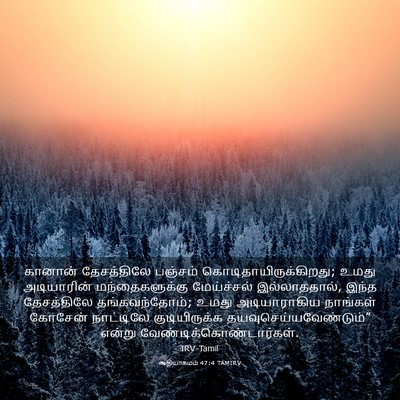 Picture 03 - ஆதியாகமம் 47:4 TAMIRV - கானான் தேசத்திலே - Bible Verse Picture
