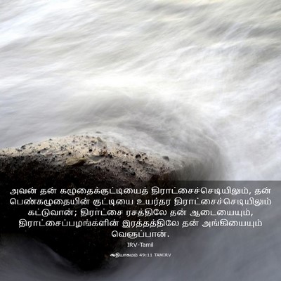 Picture 03 - ஆதியாகமம் 49:11 TAMIRV - அவன் தன் - Bible Verse Picture