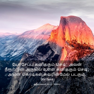 Picture 03 - ஆதியாகமம் 49:22 TAMIRV - யோசேப்பு கனிதரும் - Bible Verse Picture
