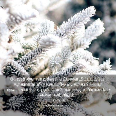 Picture 03 - ஆதியாகமம் 7:8 TAMIRV - தேவன் - Bible Verse Picture
