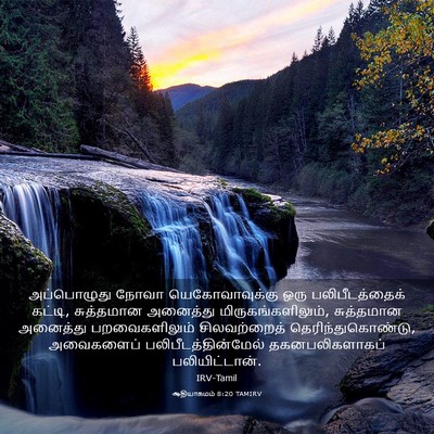 Picture 03 - ஆதியாகமம் 8:20 TAMIRV - அப்பொழுது நோவா - Bible Verse Picture