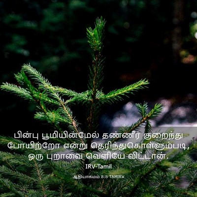 Picture 03 - ஆதியாகமம் 8:8 TAMIRV - பின்பு - Bible Verse Picture