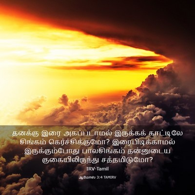 Picture 03 - ஆமோஸ் 3:4 TAMIRV - தனக்கு இரை - Bible Verse Picture