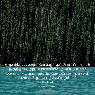 Picture 03 - ஆமோஸ் 3:5 TAMIRV - குருவிக்குத் - Bible Verse Picture