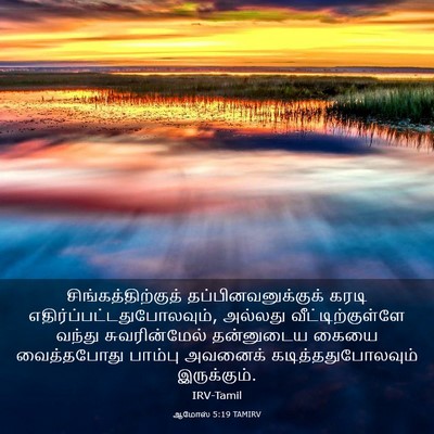 Picture 03 - ஆமோஸ் 5:19 TAMIRV - சிங்கத்திற்குத் - Bible Verse Picture