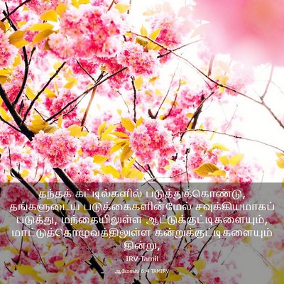 Picture 03 - ஆமோஸ் 6:4 TAMIRV - தந்தக் - Bible Verse Picture