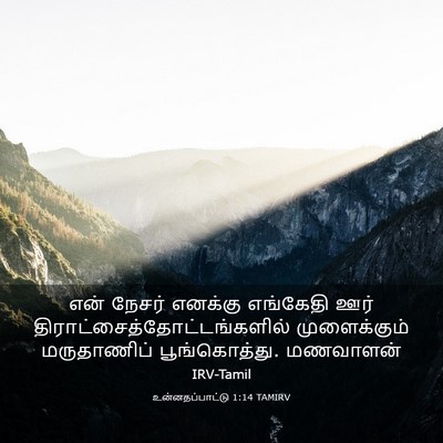 Picture 03 - உன்னதப்பாட்டு 1:14 TAMIRV - என் நேசர் எனக்கு - Bible Verse Picture