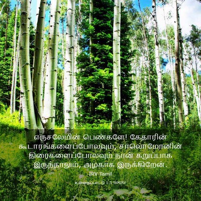 Picture 03 - உன்னதப்பாட்டு 1:5 TAMIRV - எருசலேமின் - Bible Verse Picture