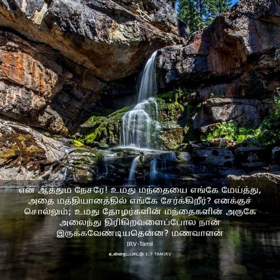 Picture 03 - உன்னதப்பாட்டு 1:7 TAMIRV - என் ஆத்தும நேசரே! - Bible Verse Picture