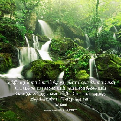 Picture 03 - உன்னதப்பாட்டு 2:13 TAMIRV - அத்திமரம் - Bible Verse Picture