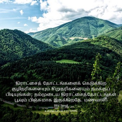 Picture 03 - உன்னதப்பாட்டு 2:15 TAMIRV - திராட்சைத் - Bible Verse Picture
