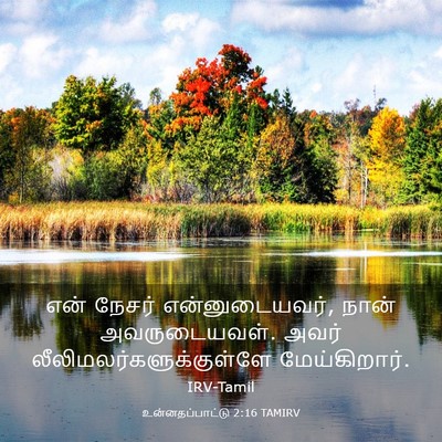 Picture 03 - உன்னதப்பாட்டு 2:16 TAMIRV - என் நேசர் - Bible Verse Picture