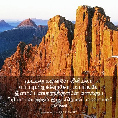 Picture 03 - உன்னதப்பாட்டு 2:2 TAMIRV - முட்களுக்குள்ளே - Bible Verse Picture