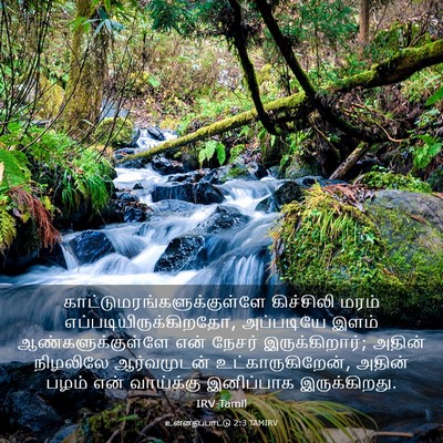 Picture 03 - உன்னதப்பாட்டு 2:3 TAMIRV -  - Bible Verse Picture