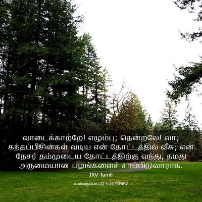 Picture 03 - உன்னதப்பாட்டு 4:16 TAMIRV - வாடைக்காற்றே! - Bible Verse Picture