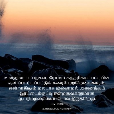 Picture 03 - உன்னதப்பாட்டு 4:2 TAMIRV - உன்னுடைய பற்கள், - Bible Verse Picture