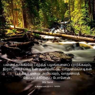 Picture 03 - உன்னதப்பாட்டு 6:11 TAMIRV - பள்ளத்தாக்கிலே - Bible Verse Picture