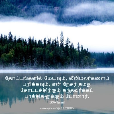 Picture 03 - உன்னதப்பாட்டு 6:2 TAMIRV - தோட்டங்களில் - Bible Verse Picture