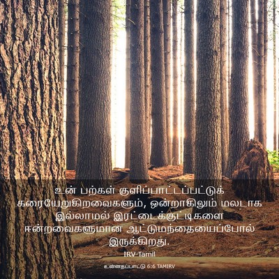 Picture 03 - உன்னதப்பாட்டு 6:6 TAMIRV - உன் பற்கள் - Bible Verse Picture