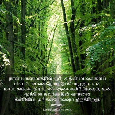 Picture 03 - உன்னதப்பாட்டு 7:8 TAMIRV - நான் பனைமரத்தில் - Bible Verse Picture