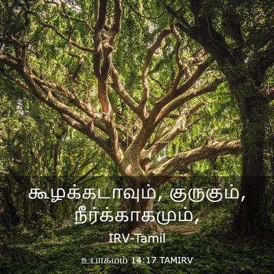 Picture 03 - உபாகமம் 14:17 TAMIRV - கூழக்கடாவும், - Bible Verse Picture