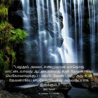 Picture 03 - உபாகமம் 17:1 TAMIRV - “பழுதும் - Bible Verse Picture