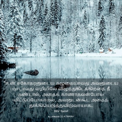 Picture 03 - உபாகமம் 22:4 TAMIRV - “உன் சகோதரனுடைய - Bible Verse Picture