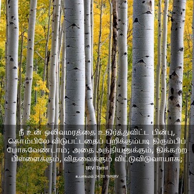 Picture 03 - உபாகமம் 24:20 TAMIRV - நீ உன் ஒலிவமரத்தை - Bible Verse Picture