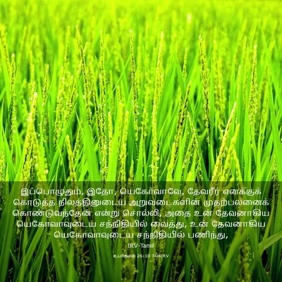 Picture 03 - உபாகமம் 26:10 TAMIRV - இப்பொழுதும், இதோ, - Bible Verse Picture
