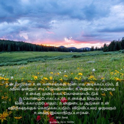 Picture 03 - உபாகமம் 28:31 TAMIRV - உன் மாடுகள் உன் - Bible Verse Picture