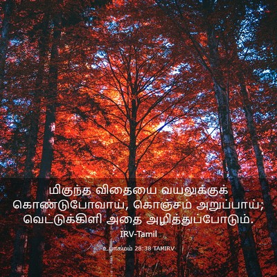 Picture 03 - உபாகமம் 28:38 TAMIRV - மிகுந்த விதையை - Bible Verse Picture