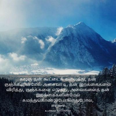 Picture 03 - உபாகமம் 32:11 TAMIRV - கழுகு தன் - Bible Verse Picture